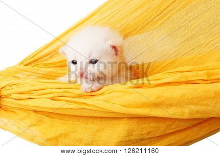 White kitten in a yellow hammock. Cute white kitten in a hammock having rest, isolated at white. Adorable pet. Small heartwarming kitten. Little cat. Animal isolated. High key