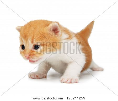 Cute orange red and white kitten. Cute serious kitten 2 weeks old, creeping and growling isolated at white background. Adorable pet. Small heartwarming kitten. Little cat. Closeup isolated. High key