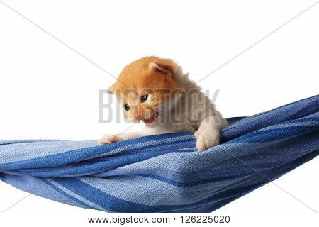 Red kitten in a hammock. Cute orange kitten in a blue hammock having rest, relax isolated at white background. Adorable sad pet. Small heartwarming kitten. Little cat. Animal isolated. High key
