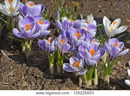 Crocus is a genus of flowering plants in the iris family comprising 90 species of perennials growing from corms. Many are cultivated for their flowers appearing in autumn, winter, or spring.