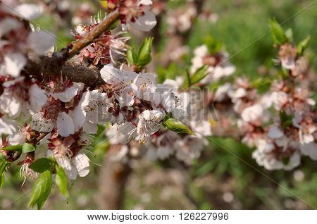 cherry blossom with young green leaves awaking of nature