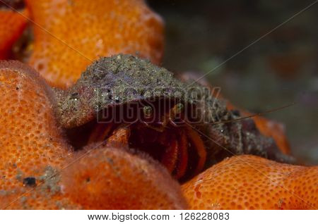 One Small Hermit Crab Anemones