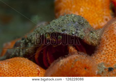 One Small Hermit Crab Anemones