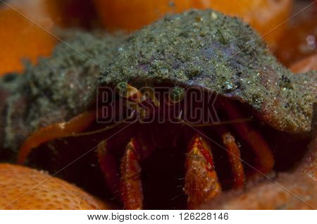 One Small Hermit Crab Anemones