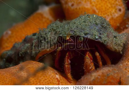 One Small Hermit Crab Anemones