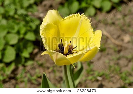 yellow  tulip spring nature easter mothers day