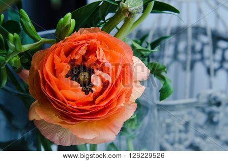 One beauty, spring orange, persian flower buttercup ranunculus macro. Rustic style, still life. Colorful holiday background for pleasure and present.