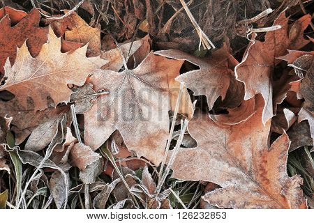 Pile of different dry leaves underfoot