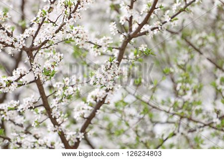 White as snow covered with beautiful fruit tree blossoms in early spring.