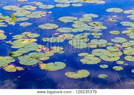 Lily pads floating on a pong in Wisconsin