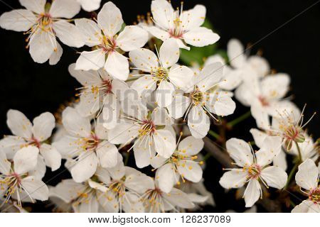 White as snow fruit tree covered with beautiful white blossoms in early spring on a black background.