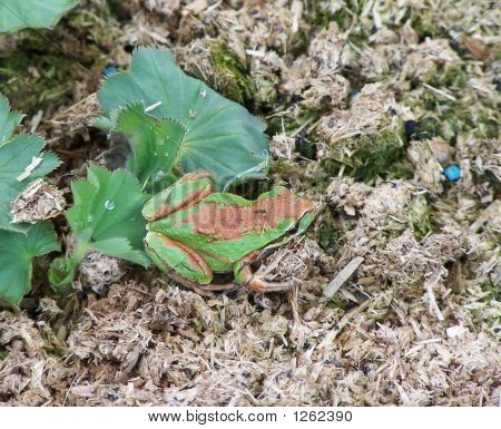 kleinen grünen Frosch