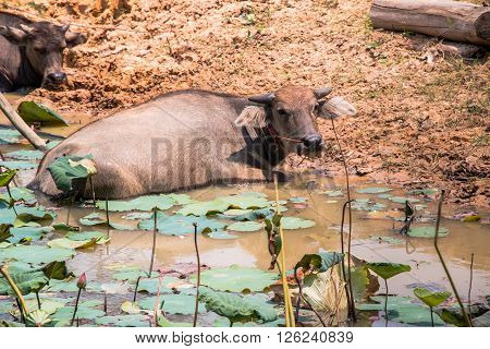 Buffalo Is Life Machine Of Farmer At Canal.