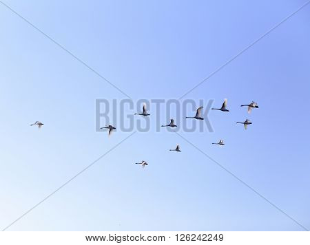 Geese flying in blue spring sky v-formation