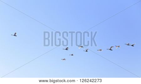 Geese flying in blue spring sky v-formation