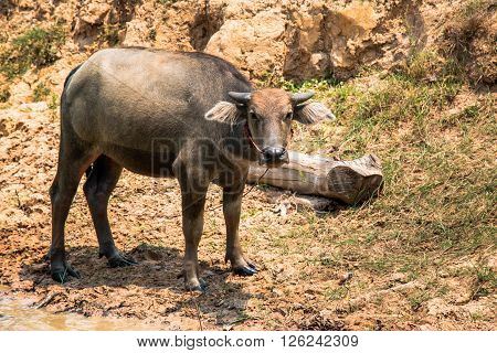 Buffalo Is Life Machine Of Farmer At Canal.