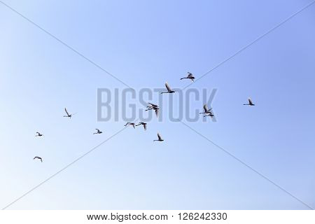 Geese flying in blue spring sky v-formation