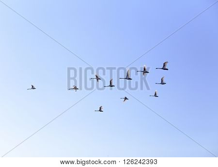 Geese flying in blue spring sky v-formation