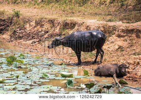 Buffalo Is Life Machine Of Farmer At Canal.