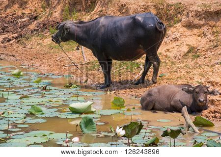 Buffalo Is Life Machine Of Farmer At Canal.