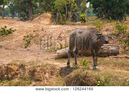 Buffalo Is Life Machine Of Farmer At Canal.