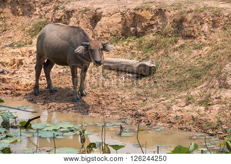 Buffalo Is Life Machine Of Farmer At Canal.