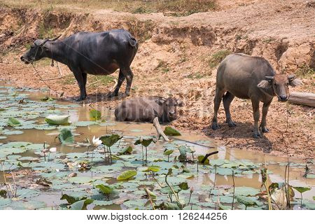 Buffalo Is Life Machine Of Farmer At Canal.