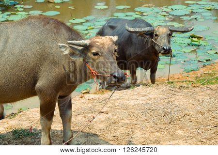 Buffalo Is Life Machine Of Farmer At Canal.