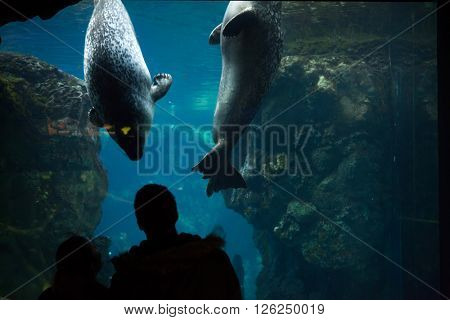 GENOA, ITALY - MARCH 22, 2016: Visitors observe as harbor seals (Phoca vitulina), also known as common seals swim in the Genoa Aquarium in Genoa, Liguria, Italy. 