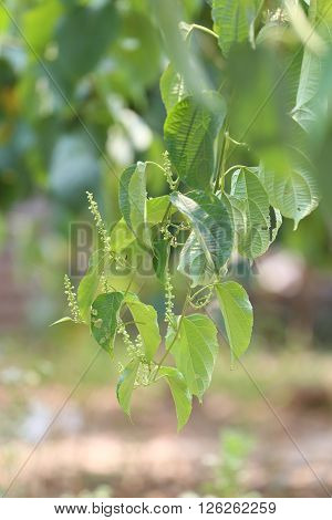 Legumes of Sacha inchi or Inca peanut treeTropical herbs that are popular in Thailand.