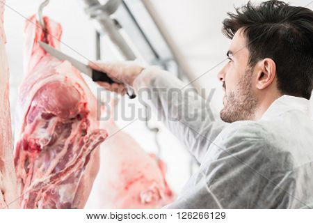 Butcher in butchery or slaughterhouse cutting meat for further processing
