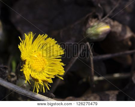 Flower in early spring blooming coltsfoot tussilago farfara with bokeh background selective focus shallow DOF