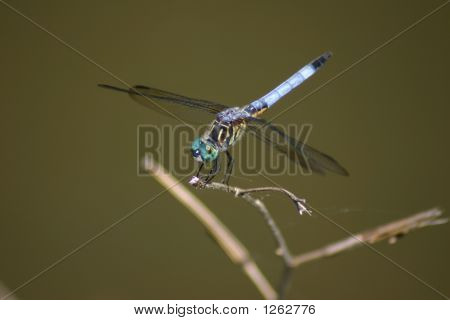 dragonfly