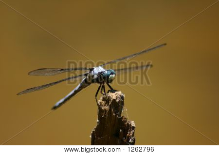 dragonfly