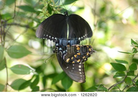 swallowtail butterfly