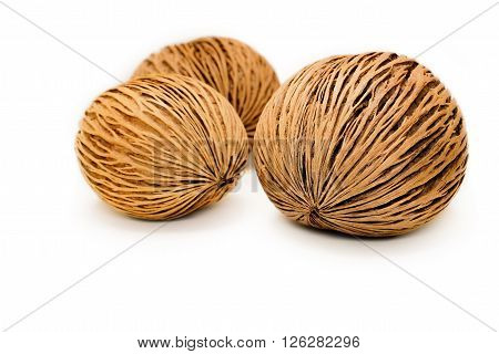 Pong pong seed or OthalangaCerbera oddloam's seed on white background