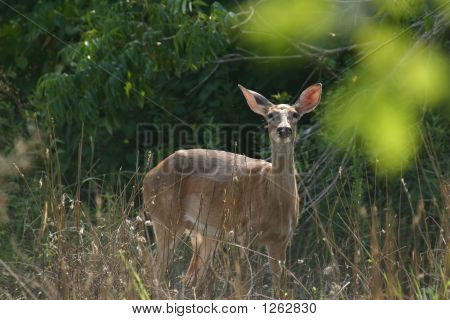 deer
