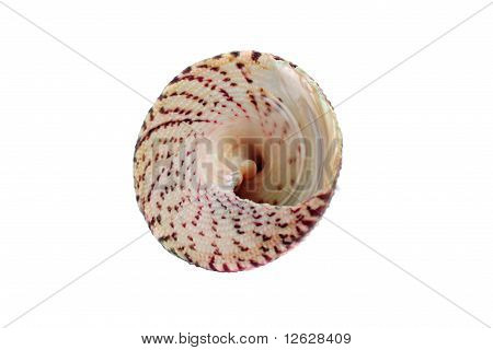 Sea Shell