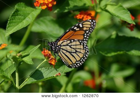 butterfly 