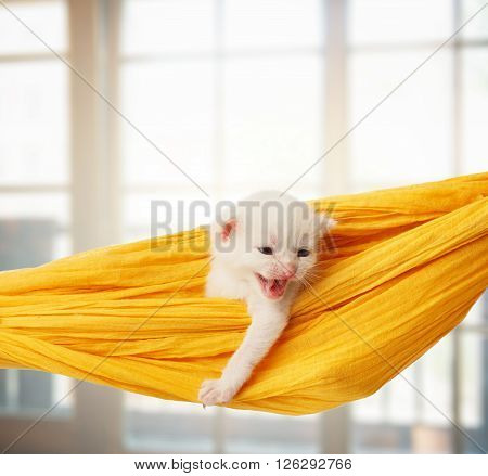 White kitten in a yellow hammock growling. Cute white kitten in a hammock having rest, in front of windows. Adorable pet. Small heartwarming kitten. Little cat. Animal isolated. High key