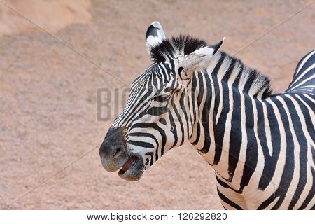 A beautiful zebra outdoor in a daylight
