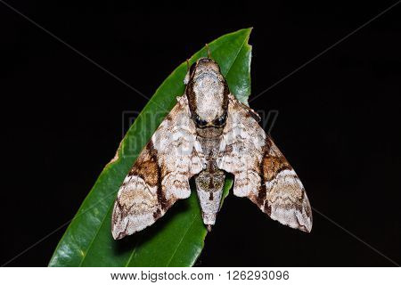 Oblique-banded Hawk Moth