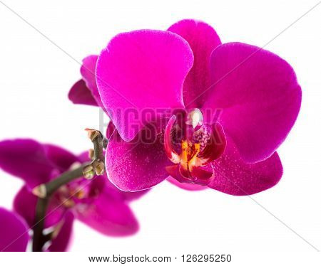 Pink cultivated orchid isolated over white background