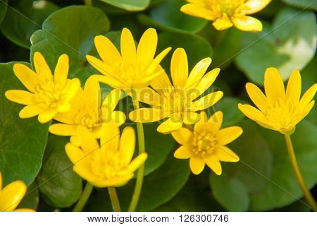 ficaria verna yellow spring flowers as a background.