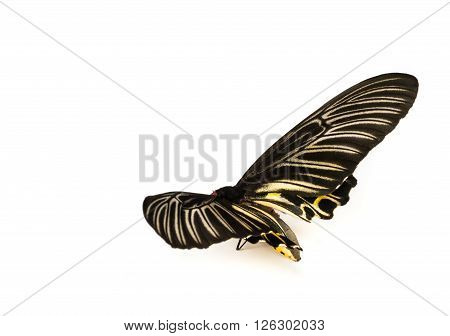 Butterflys Staff.