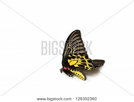 Butterflys Staff.