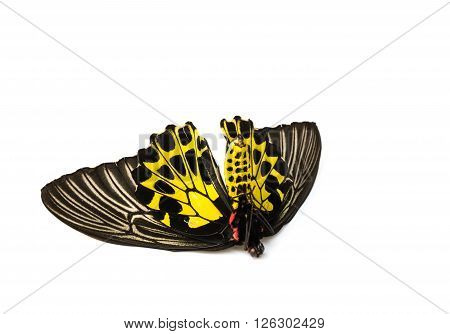 Butterflys Staff.