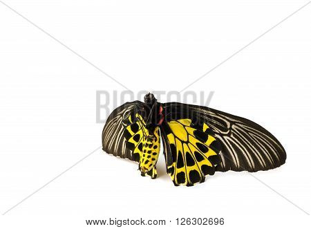 Butterflys Staff.