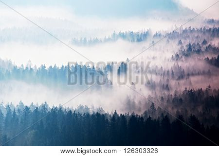 Autumn Sunrise Forest In A Beautiful Mountain Within Inversion. Treetops  Increased From Foggy Backg