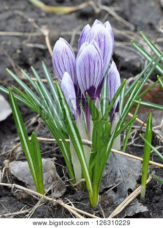 purple crocus on the background of wet land with dry blades of grass